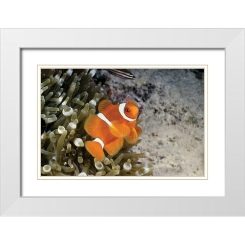 Fish IV White Modern Wood Framed Art Print with Double Matting by Peterson, Lee