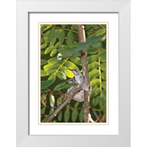 Hummingbird I White Modern Wood Framed Art Print with Double Matting by Peterson, Lee