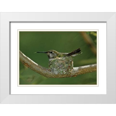 Hummingbird II White Modern Wood Framed Art Print with Double Matting by Peterson, Lee