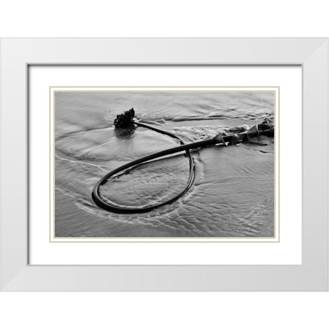 Seaweed White Modern Wood Framed Art Print with Double Matting by Peterson, Lee