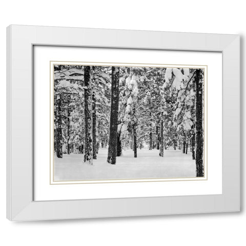 Tree II White Modern Wood Framed Art Print with Double Matting by Peterson, Lee
