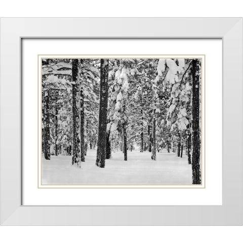 Tree II White Modern Wood Framed Art Print with Double Matting by Peterson, Lee