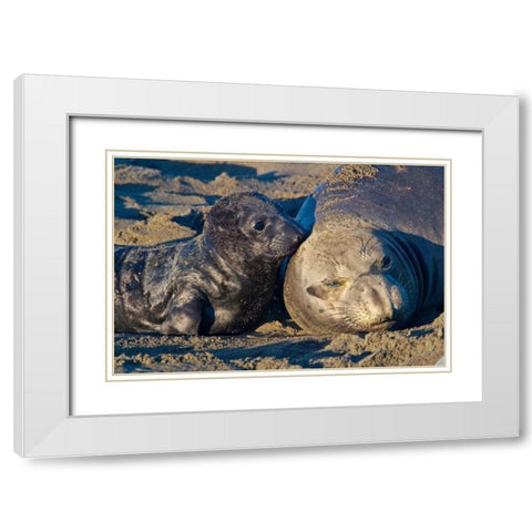 Elephant Seals I White Modern Wood Framed Art Print with Double Matting by Peterson, Lee
