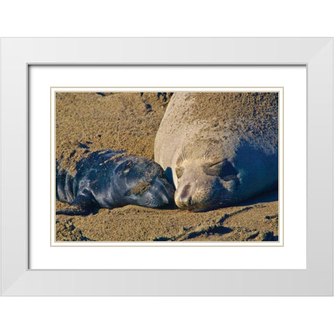 Elephant Seals II White Modern Wood Framed Art Print with Double Matting by Peterson, Lee