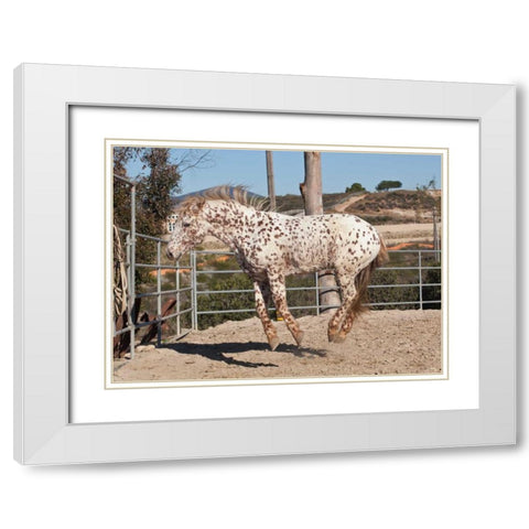 Happy Horse I White Modern Wood Framed Art Print with Double Matting by Peterson, Lee