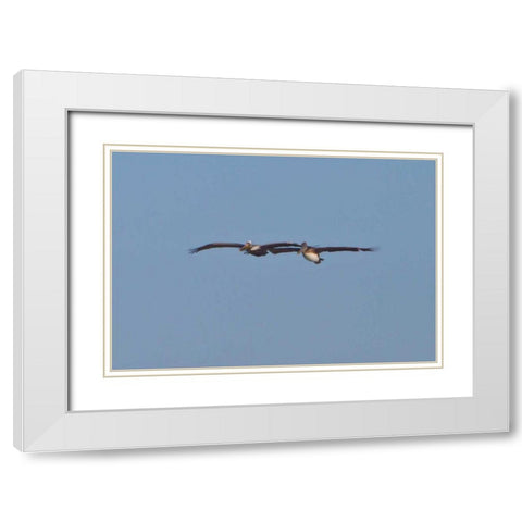 Pelicans in Flight I White Modern Wood Framed Art Print with Double Matting by Peterson, Lee