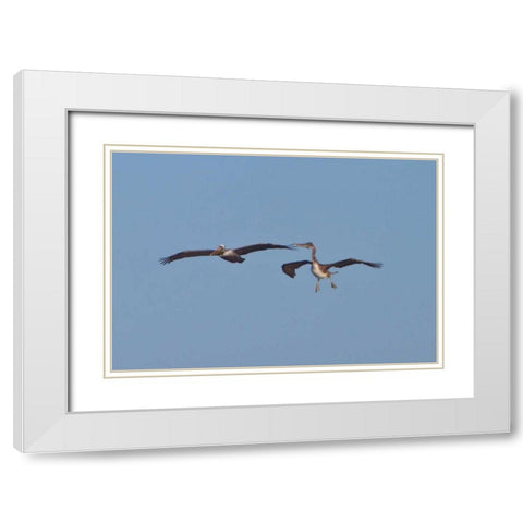 Pelicans in Flight II White Modern Wood Framed Art Print with Double Matting by Peterson, Lee