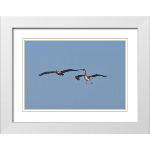 Pelicans in Flight II White Modern Wood Framed Art Print with Double Matting by Peterson, Lee