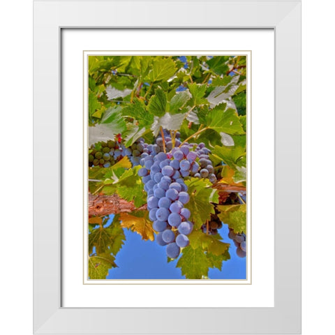 Cougar Winery Grapes II White Modern Wood Framed Art Print with Double Matting by Peterson, Lee