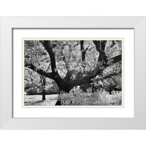 Cayucos I White Modern Wood Framed Art Print with Double Matting by Peterson, Lee