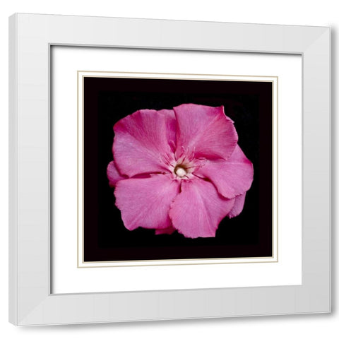 Pink Flower White Modern Wood Framed Art Print with Double Matting by Peterson, Lee