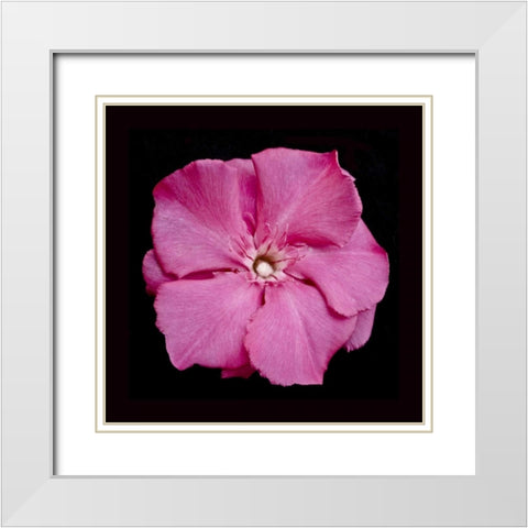 Pink Flower White Modern Wood Framed Art Print with Double Matting by Peterson, Lee