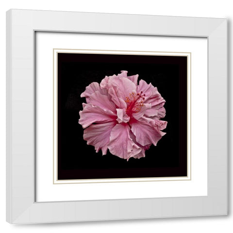 Pink Hibiscus White Modern Wood Framed Art Print with Double Matting by Peterson, Lee