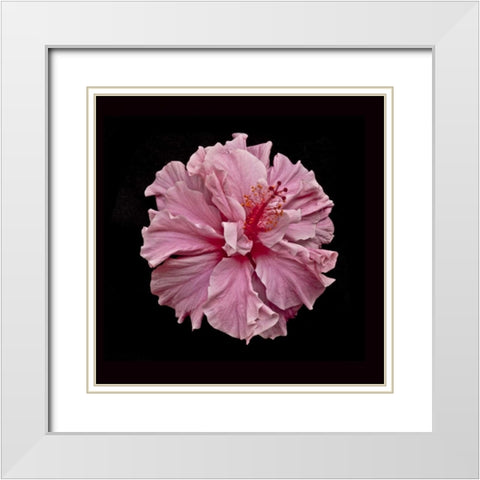 Pink Hibiscus White Modern Wood Framed Art Print with Double Matting by Peterson, Lee
