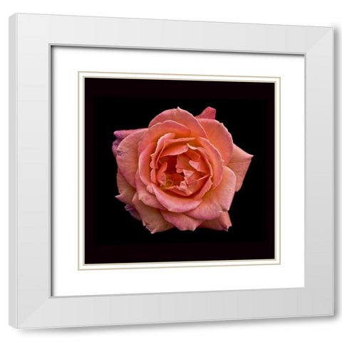 Peach Rose White Modern Wood Framed Art Print with Double Matting by Peterson, Lee