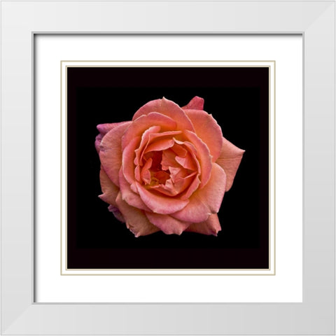 Peach Rose White Modern Wood Framed Art Print with Double Matting by Peterson, Lee