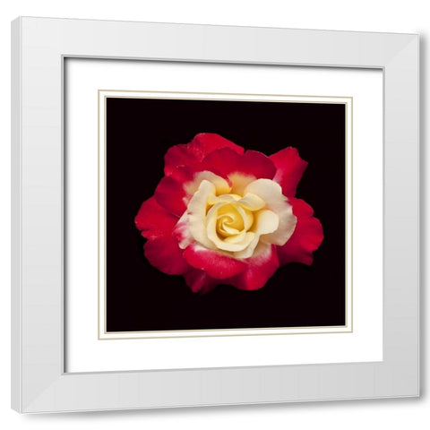Red and White Rose White Modern Wood Framed Art Print with Double Matting by Peterson, Lee