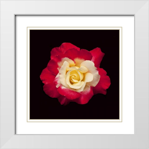 Red and White Rose White Modern Wood Framed Art Print with Double Matting by Peterson, Lee