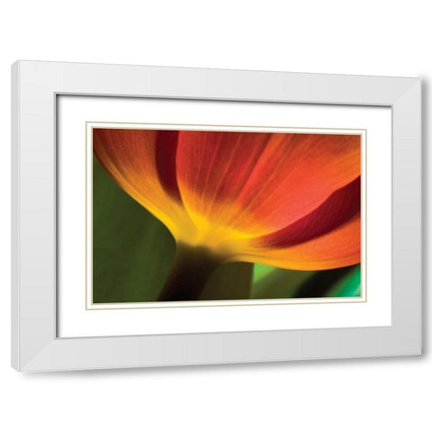 Tulip Up Close II White Modern Wood Framed Art Print with Double Matting by Peterson, Lee