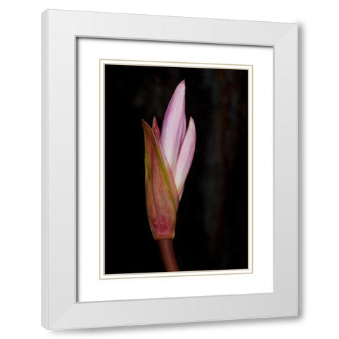 Pink Bloom White Modern Wood Framed Art Print with Double Matting by Peterson, Lee