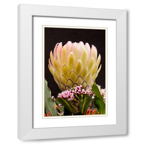 Protea Artistata White Modern Wood Framed Art Print with Double Matting by Peterson, Lee