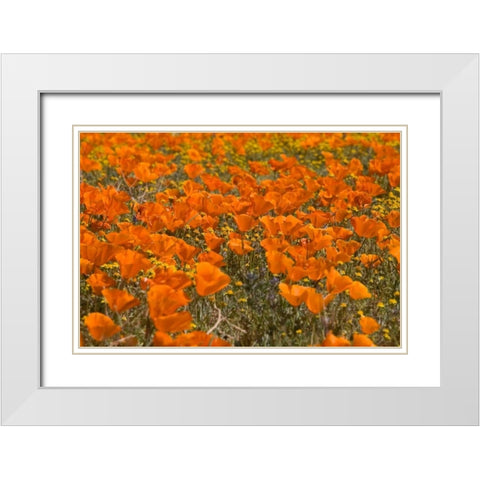 California Poppies I White Modern Wood Framed Art Print with Double Matting by Peterson, Lee