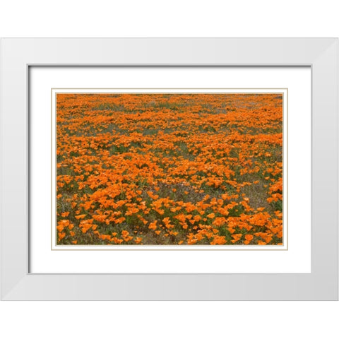 California Poppies II White Modern Wood Framed Art Print with Double Matting by Peterson, Lee
