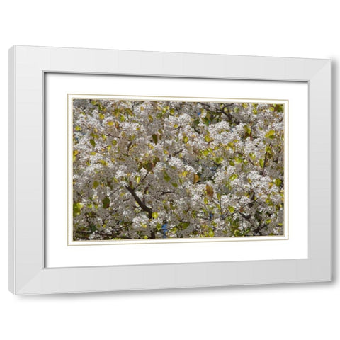 Tree Blossoms I White Modern Wood Framed Art Print with Double Matting by Peterson, Lee