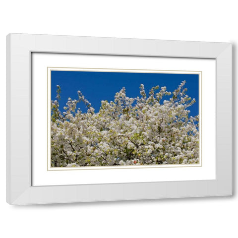 Tree Blossoms II White Modern Wood Framed Art Print with Double Matting by Peterson, Lee