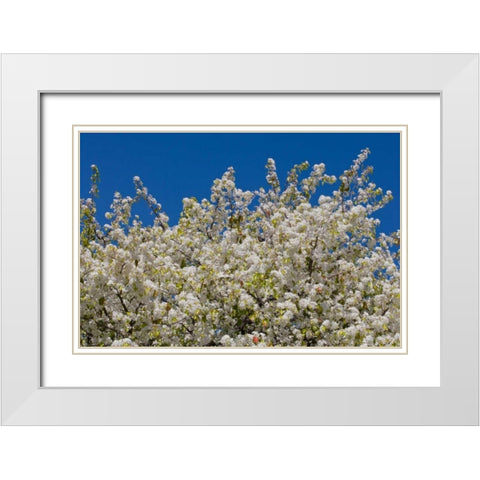 Tree Blossoms II White Modern Wood Framed Art Print with Double Matting by Peterson, Lee