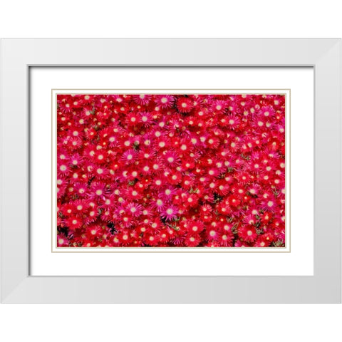 Red Ice Flowers White Modern Wood Framed Art Print with Double Matting by Peterson, Lee