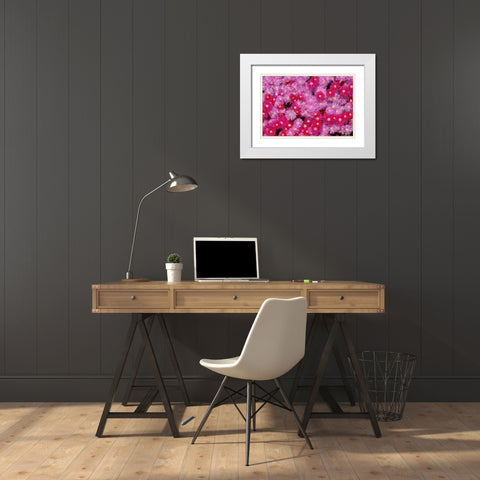 Pink Ice Flowers White Modern Wood Framed Art Print with Double Matting by Peterson, Lee