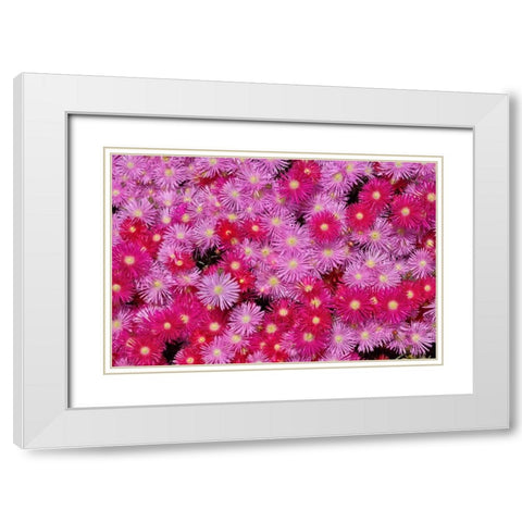 Pink Ice Flowers White Modern Wood Framed Art Print with Double Matting by Peterson, Lee