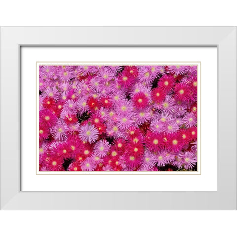 Pink Ice Flowers White Modern Wood Framed Art Print with Double Matting by Peterson, Lee