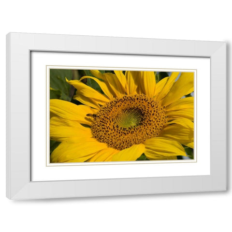 Sunflower I White Modern Wood Framed Art Print with Double Matting by Peterson, Lee