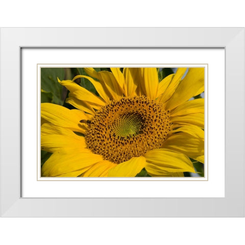 Sunflower I White Modern Wood Framed Art Print with Double Matting by Peterson, Lee