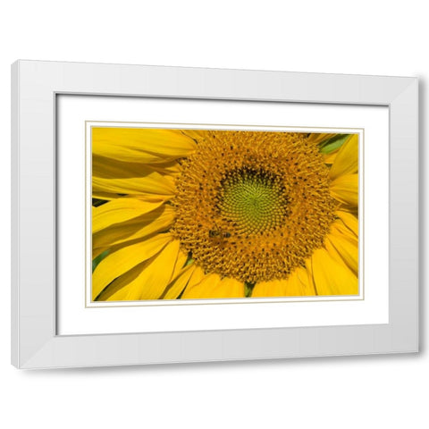 Sunflower II White Modern Wood Framed Art Print with Double Matting by Peterson, Lee