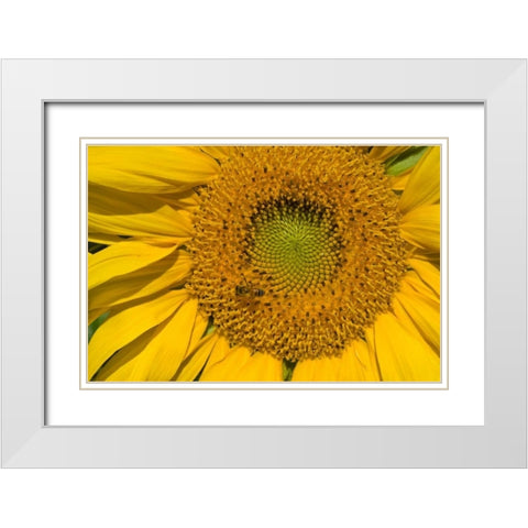 Sunflower II White Modern Wood Framed Art Print with Double Matting by Peterson, Lee