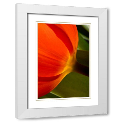 Tulip Detail II White Modern Wood Framed Art Print with Double Matting by Peterson, Lee