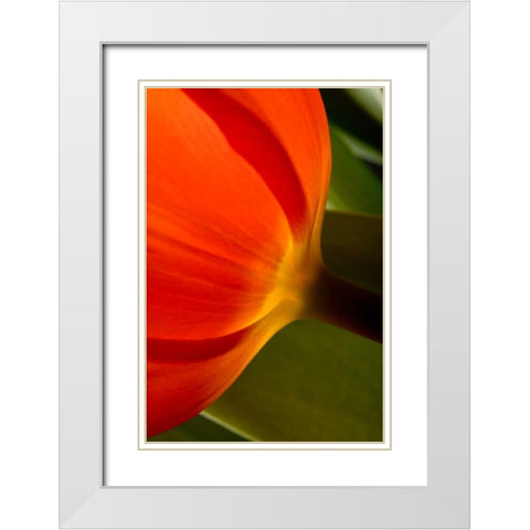 Tulip Detail II White Modern Wood Framed Art Print with Double Matting by Peterson, Lee