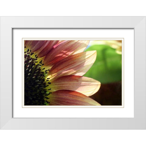 Sunflower I White Modern Wood Framed Art Print with Double Matting by Putman, Tammy