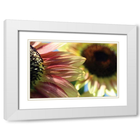 Sunflower II White Modern Wood Framed Art Print with Double Matting by Putman, Tammy