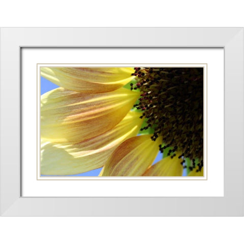 Sunflower III White Modern Wood Framed Art Print with Double Matting by Putman, Tammy