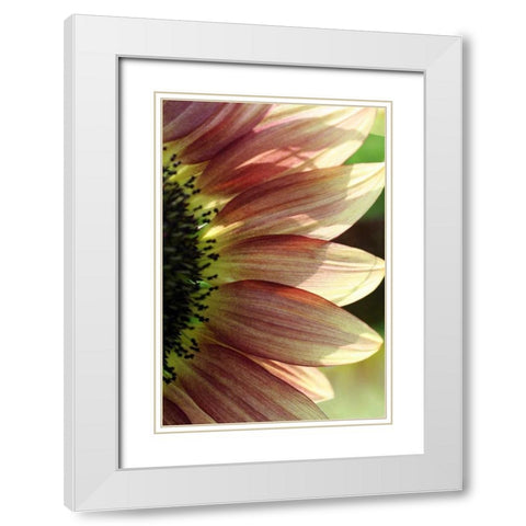 Sunflower IV White Modern Wood Framed Art Print with Double Matting by Putman, Tammy