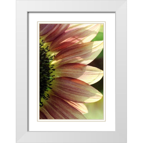 Sunflower IV White Modern Wood Framed Art Print with Double Matting by Putman, Tammy