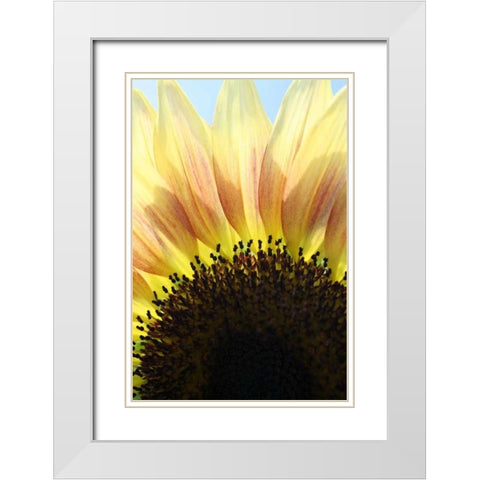 Sunflower V White Modern Wood Framed Art Print with Double Matting by Putman, Tammy