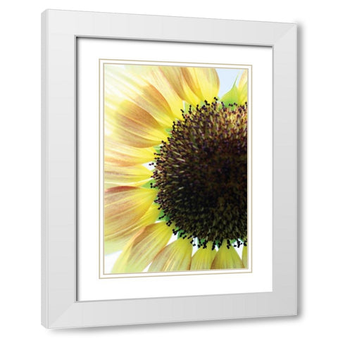 Sunflower VI White Modern Wood Framed Art Print with Double Matting by Putman, Tammy
