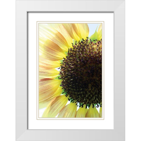 Sunflower VI White Modern Wood Framed Art Print with Double Matting by Putman, Tammy