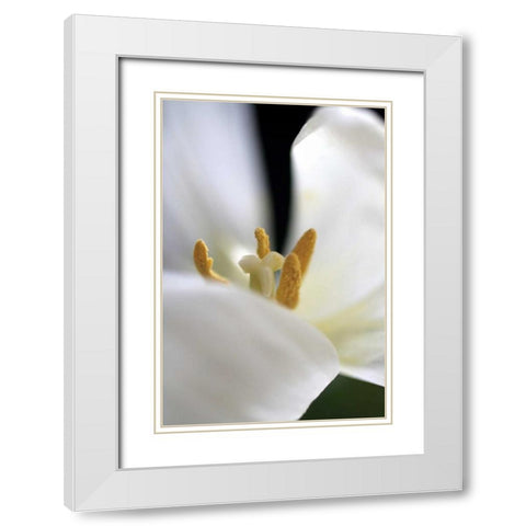 White Tulip White Modern Wood Framed Art Print with Double Matting by Putman, Tammy