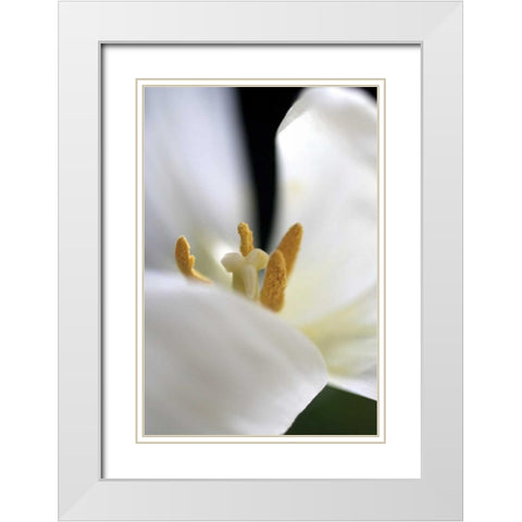 White Tulip White Modern Wood Framed Art Print with Double Matting by Putman, Tammy